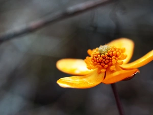 buttercup, Orange, Flower