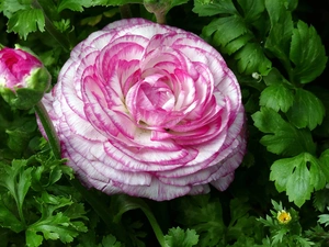Flowers, bud, leaves, buttercup