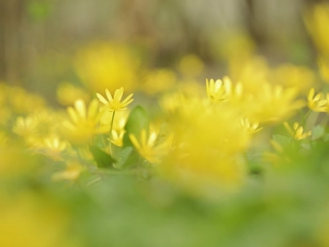 fig buttercup, Flowers, blur, Yellow