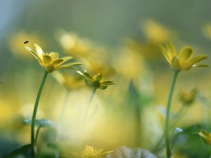 fig buttercup, Flowers, Insect, Yellow