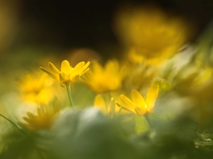 fig buttercup, Flowers, rapprochement, Yellow