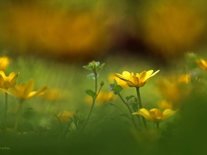 fig buttercup, Flowers, Spring, Yellow