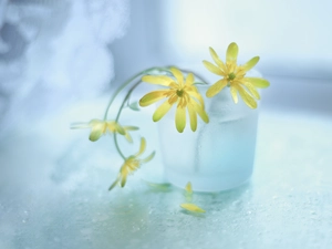 fig buttercup, Flowers, vase, Yellow