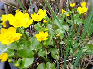 Buttercup Mud, grass