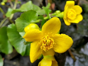 Yellow, buttercup, muddy, Colourfull Flowers