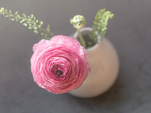 Pink, buttercup, vase, Colourfull Flowers