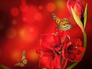 amaryllis, Red, background, butterflies