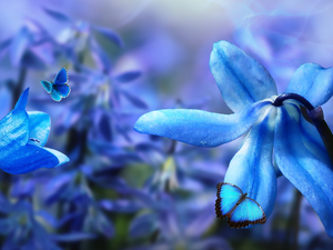 flakes, Flowers, bell, butterflies, squill, Blue