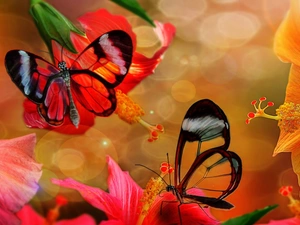 butterflies, hibiscus