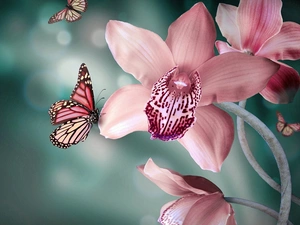 butterflies, Pink, orchid