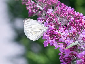 Flowers, butterfly, Cabbage Butterfly, butterfly bush