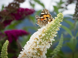 Colourfull Flowers, butterfly bush, Mermaid Admiral, White, butterfly