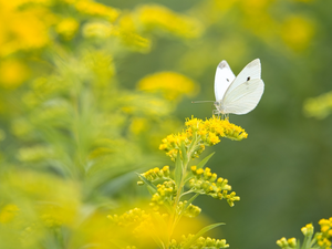 plant, Goldenrod, Cabbage Butterfly, Yellow Honda, butterfly