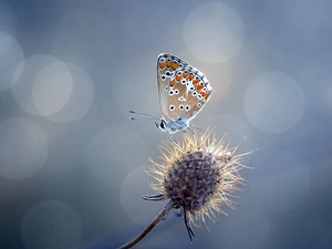 butterfly, Dry Flower