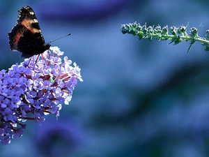 Buddleia, Red Admiral Butterfly, Colourfull Flowers