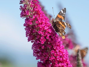 butterfly, Colourfull Flowers, butterfly bush, Mermaid Admiral