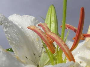 Colourfull Flowers, lily, butterfly, white