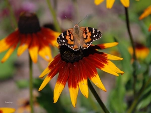 undine, Cardui, Rudbeckia, butterfly, Colourfull Flowers