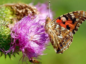 undine, Cardui, thistle, butterfly, Colourfull Flowers