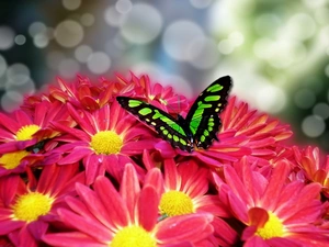 butterfly, chrysanthemum, Green