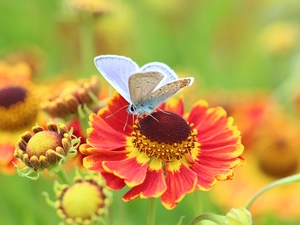 Colourfull Flowers, Helenium Hybridum, Dusky Icarus, Insect, butterfly
