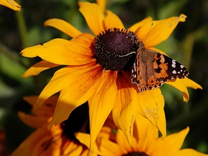 undine, Cardui, Rudbeckia, butterfly, Yellow Honda