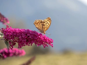 butterfly, Colourfull Flowers, butterfly bush, Pink