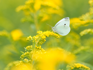 Cabbage Butterfly, White, plant, Goldenrod, Yellow Honda, butterfly