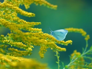 butterfly, Cabbage, Yellow, Flowers, Goldenrod