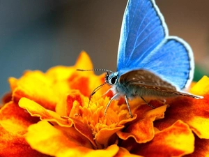 Colourfull Flowers, zinnia, butterfly, Dusky Icarus, blue