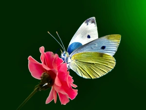 Colourfull Flowers, butterfly, Cabbage