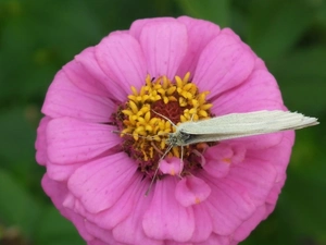 Colourfull Flowers, butterfly, Cabbage