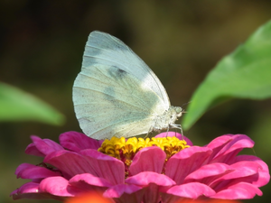 Colourfull Flowers, butterfly, Cabbage