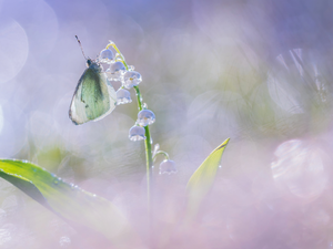 butterfly, Colourfull Flowers, lily of the Valley, Cabbage