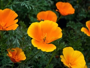 California poppy