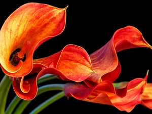 Flowers, Calla, black background, Orange
