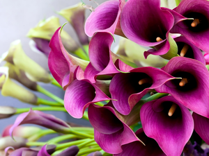 Calla, Flowers, claret