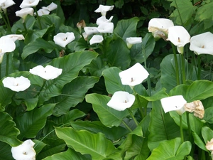 White, Calla