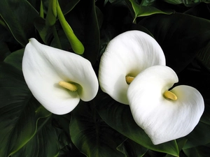 Calla, Three, White