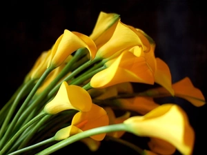 Yellow, Calla