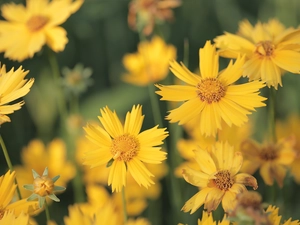 Calliopsis, Flowers, Yellow