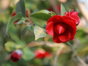 Red, camellia, bud, Colourfull Flowers