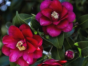 camellia, Flowers, Claret
