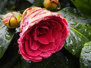 Doughnut, Colourfull Flowers, camellia