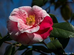 Leaf, Colourfull Flowers, camellia