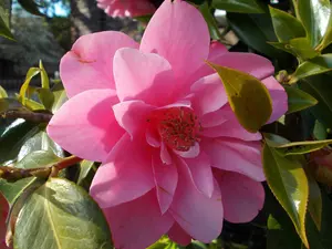 Pink, camellia, rapprochement, Colourfull Flowers