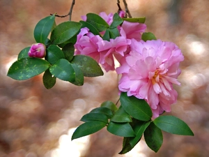 leaves, Colourfull Flowers, camellias