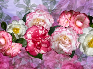 Flowers, Briar, graphics, Camellias