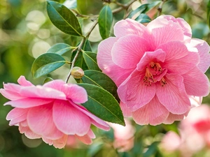 Camellias, Pink, Flowers