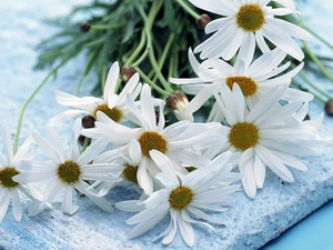 bouquet, Camomile